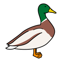 Pato